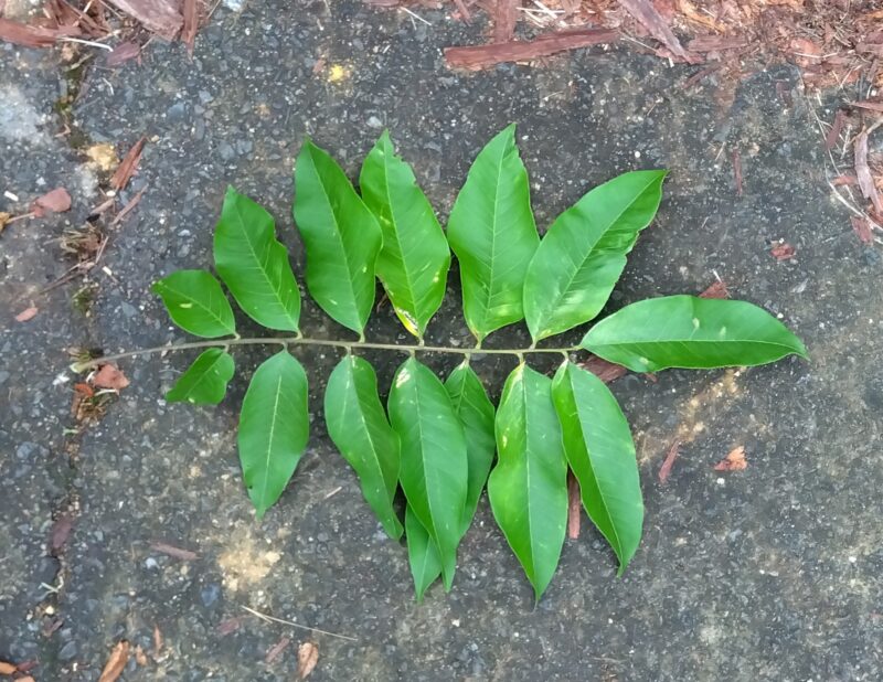 ムクロジの葉
