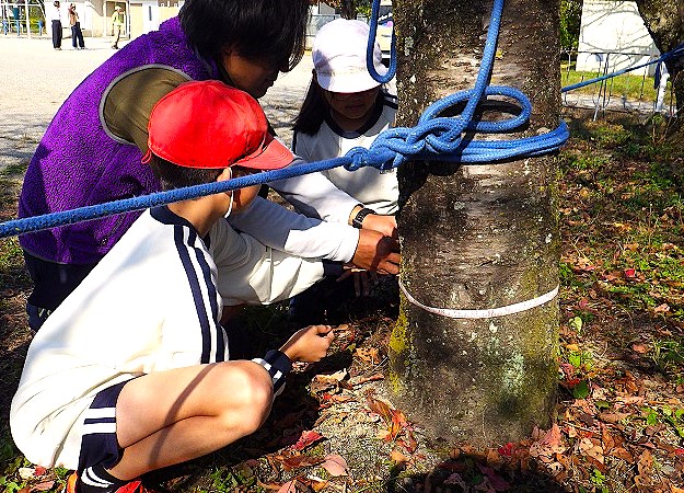 ソメイヨシノの直径を測定する３年生