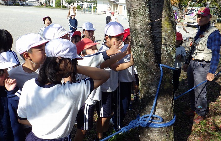 ソメイヨシノの幹を触って樹皮の感触を確かめる３年生