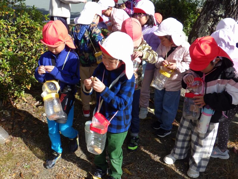 クヌギのどんぐりが落ちてたよ