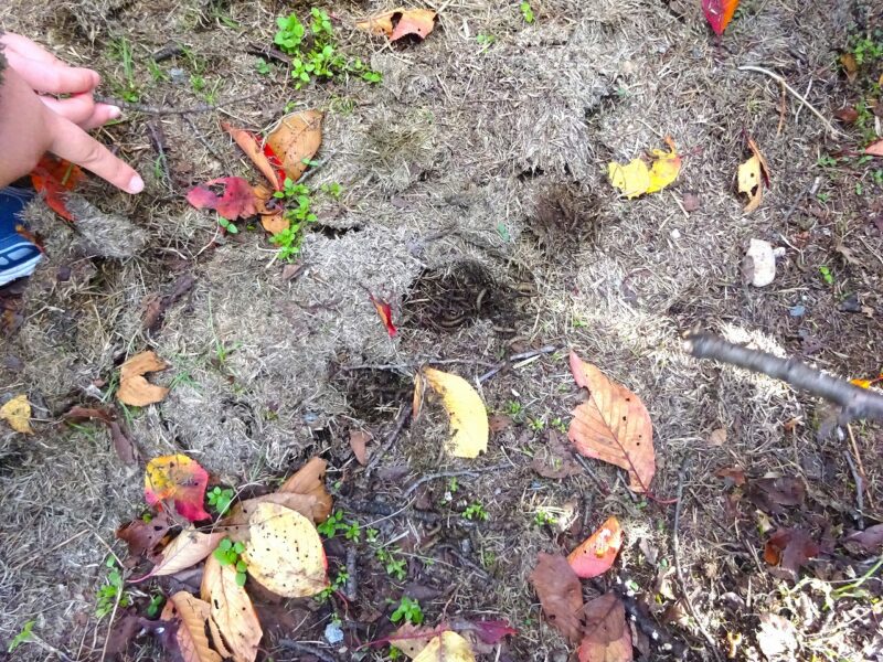 幼虫が土の中で活発に動き回っていました!