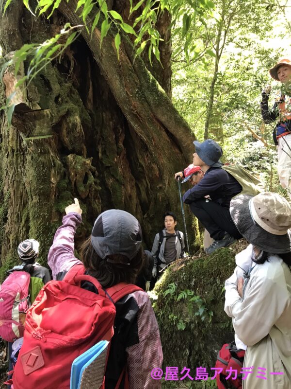 屋久島でのガイド