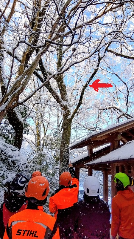 赤色の矢印のコナラ枯れ枝をリギングして下ろす計画を考える参加者