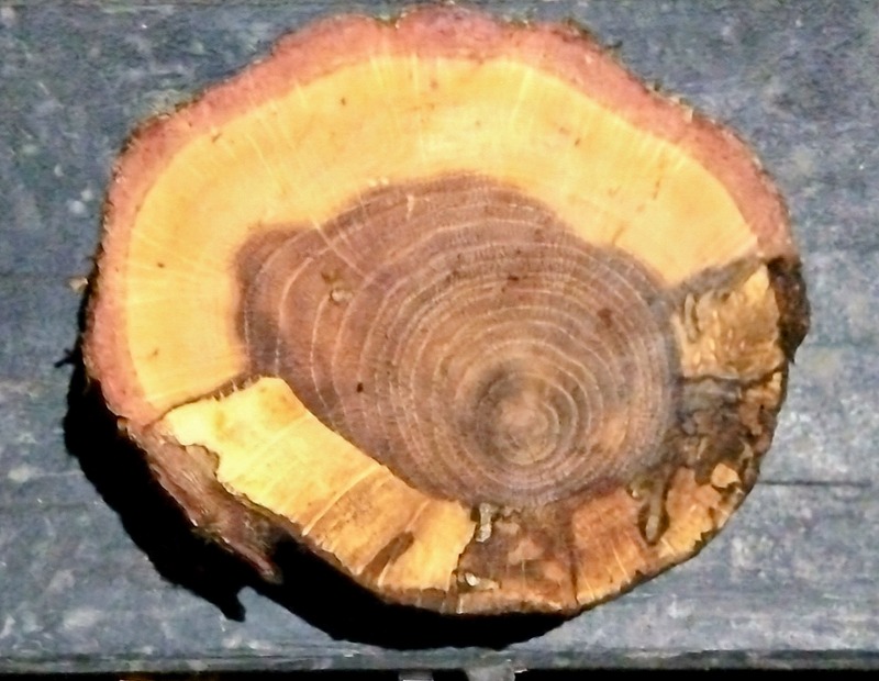 元枝の腐朽状況