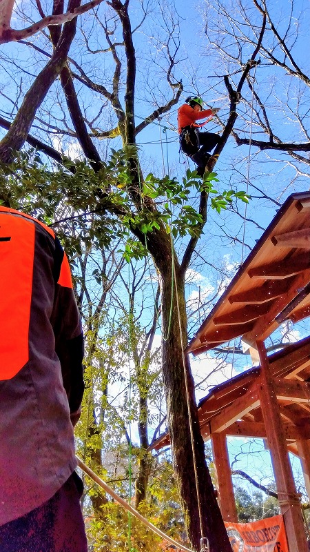 最初の枝を切る準備中の参加者