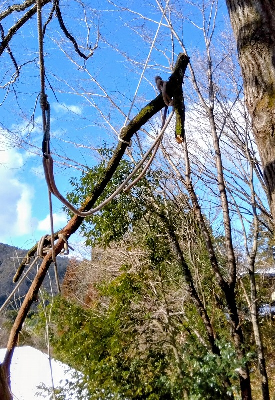 屋根越えさせた枯れ枝