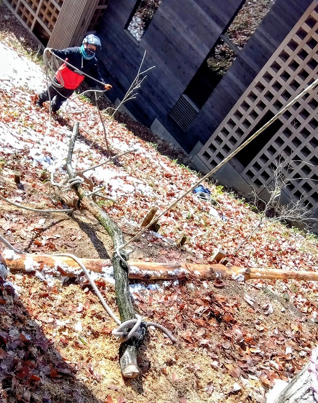 着地させた最初の枯れ枝