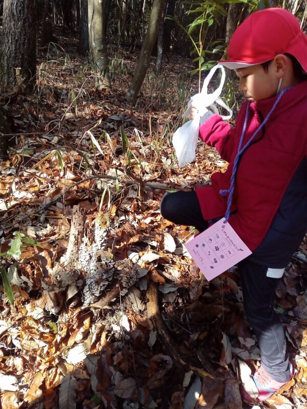 切り株にきのこがビッシリあった！