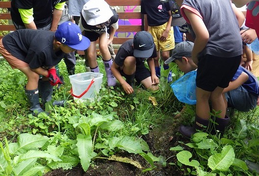 最初に湧き水ポイントで生きもの調査
