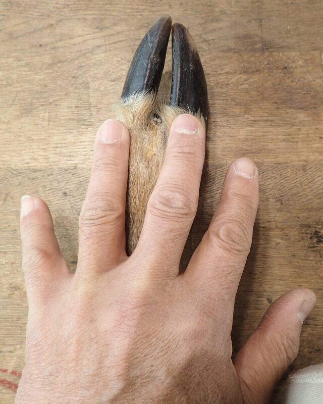 シカの蹄は人間の中指と薬指