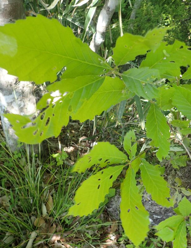 コナラの虫食い葉