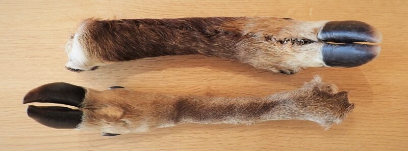 シカの足剥製標本