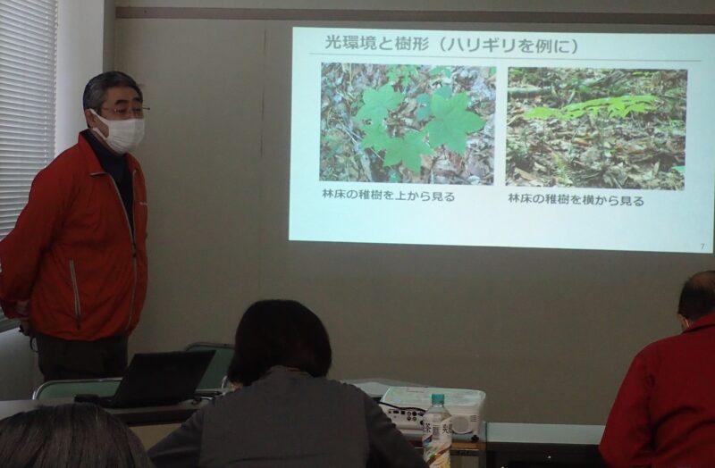 ハリギリの葉の展開について説明する横井先生