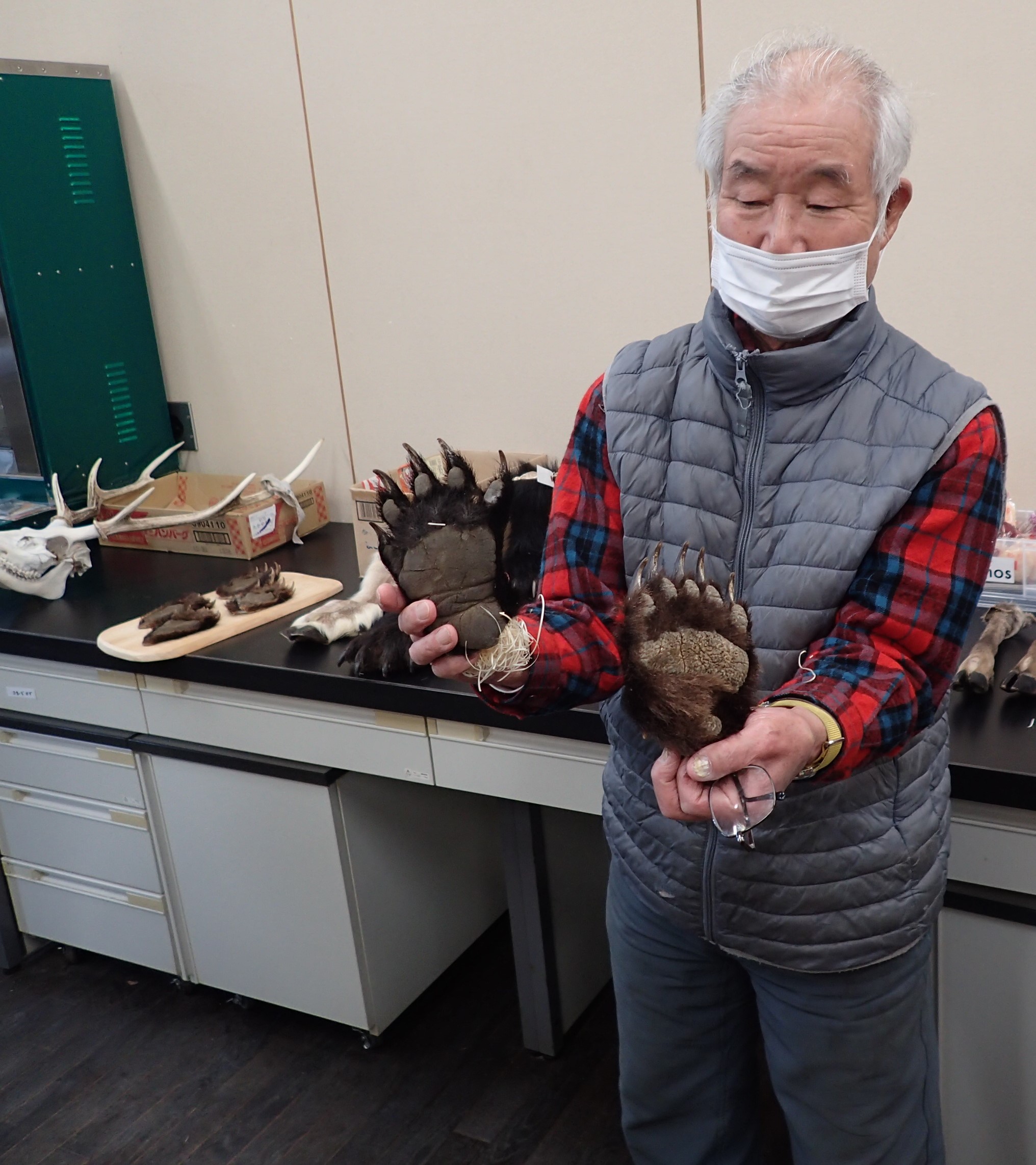 ヒグマの爪 熊 剥製 標本 ヒグマの爪 熊 剥製 標本 標本博物館】☆巨大ヒグマ爪☆ 標本 剥製 頭骨