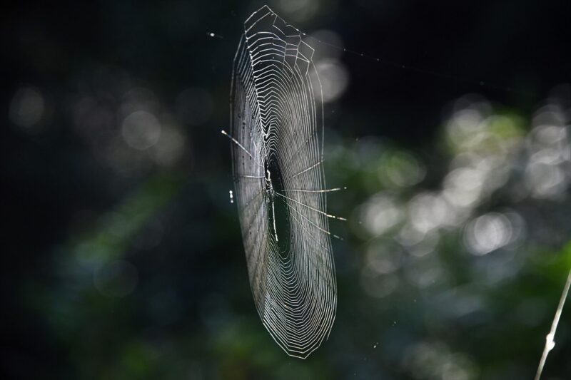 クモの網 