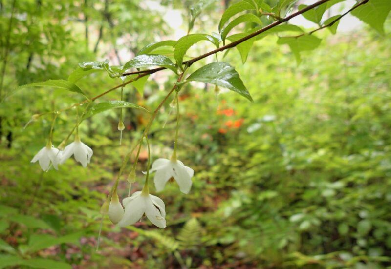 林内で咲く可愛いエゴノキの花