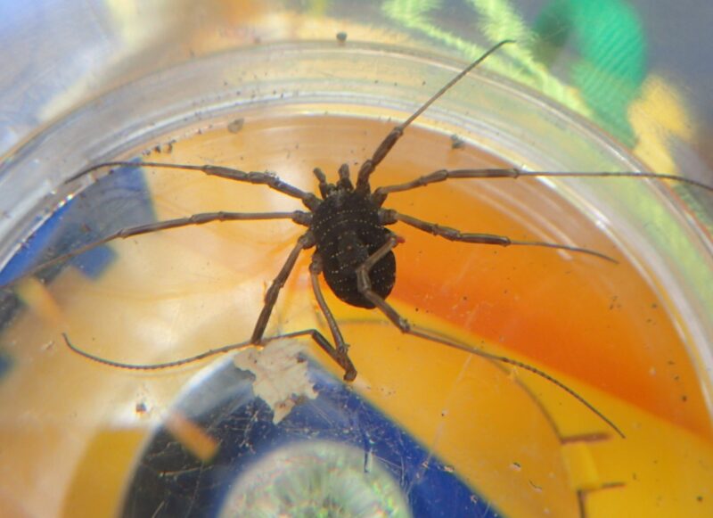 クモににていますが、これはザトウムシの仲間