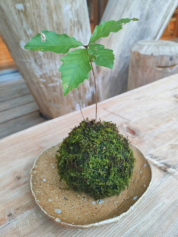 親子向け】アカデミー教員プログラム 森の素材で苔玉づくり – モリノス