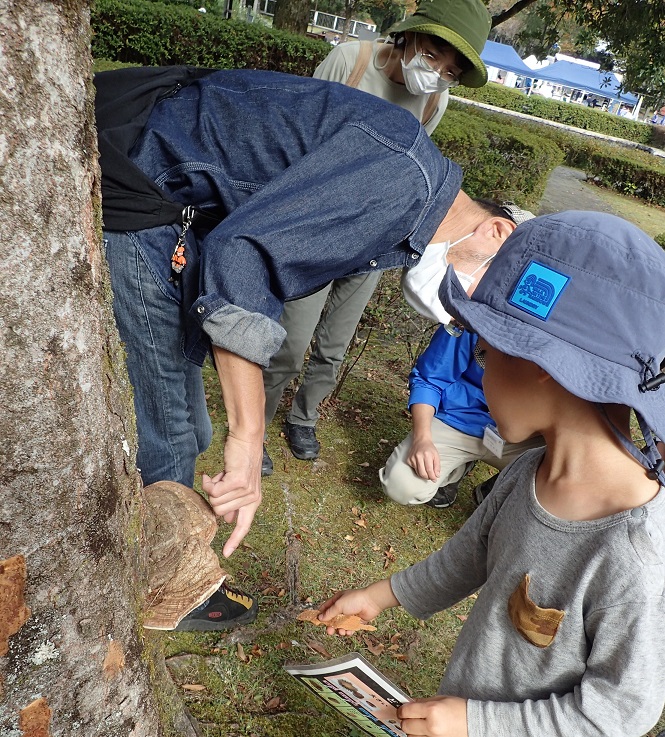 これが【サルノコシカケ】 しかも、まだ【出来立て】♢三年間の観察 