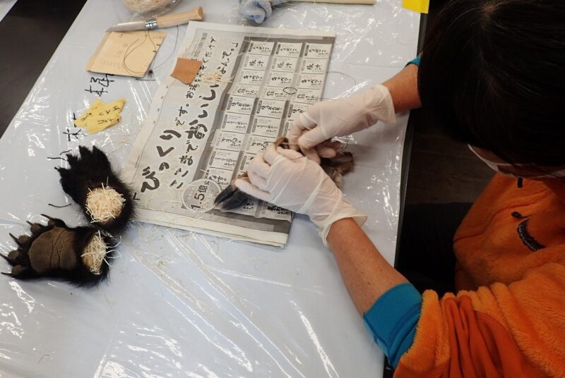 ツキノワグマの掌・足剥製標本づくり2回目 – モリノス