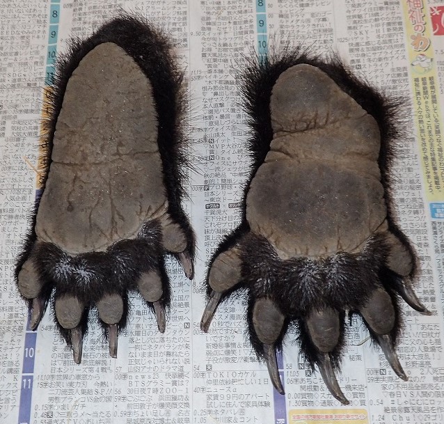 ツキノワグマの掌・足剥製標本づくり2回目 – モリノス