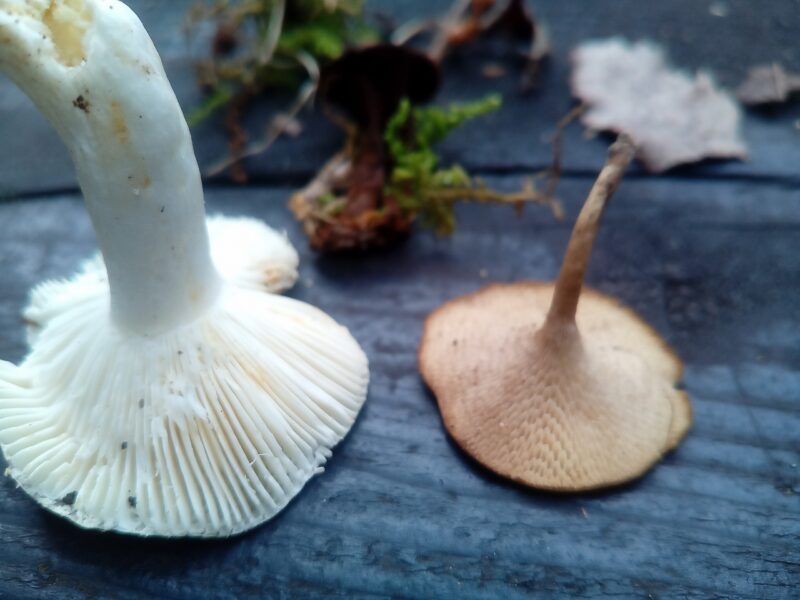 あおきのこ様 （毒キノコ様 専用ページ 画期的） 