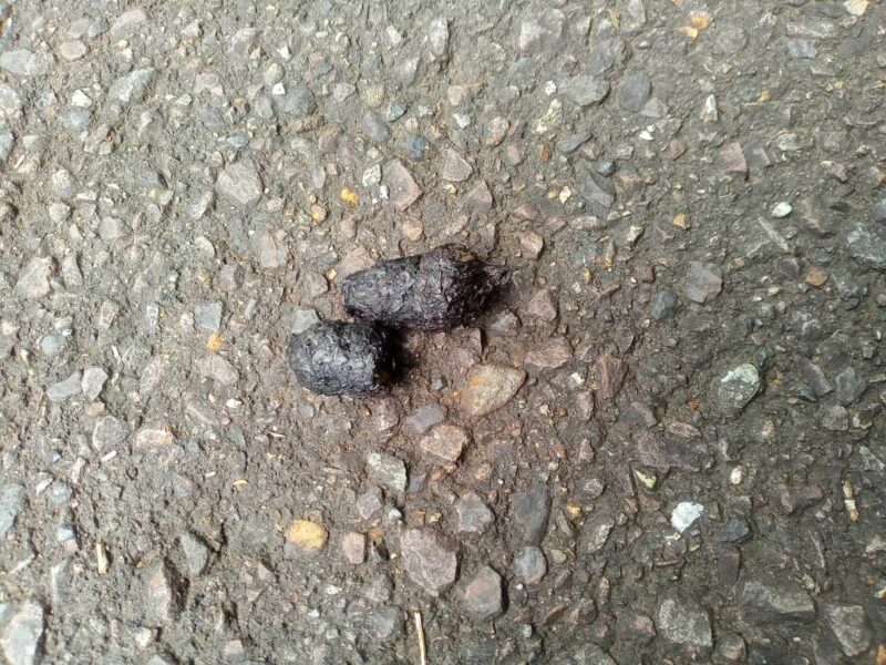 路面で見つけたイノシシの糞