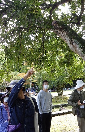 樹上のホウライタケを説明する津田先生