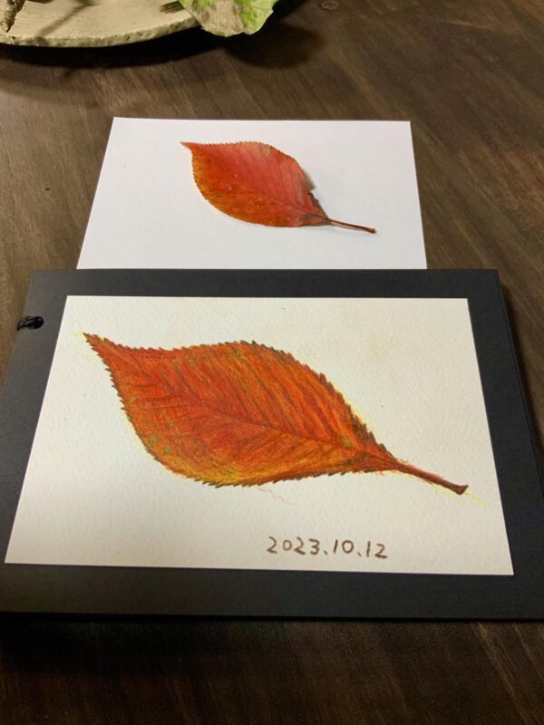 色鉛筆で描いた葉っぱ