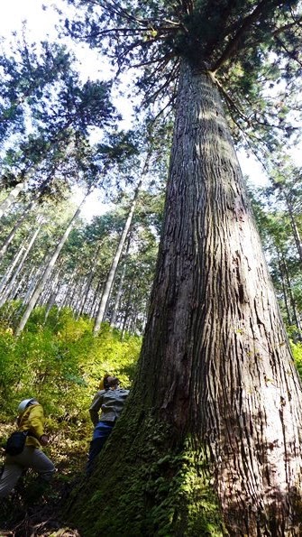 古川林業に残る約200年生人工造林木