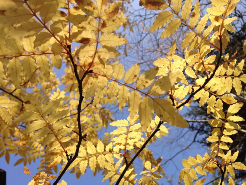 黄葉した木々を下から見上げる