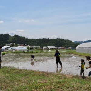 田植えの様子