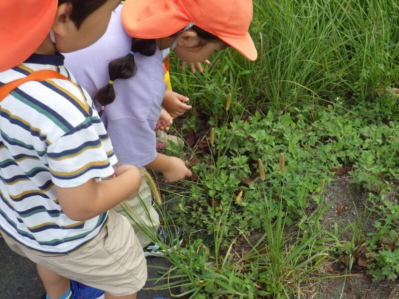 公園の入り口でにおいのする葉っぱ発見