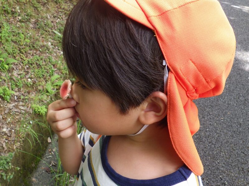 「このきのこ、カブトムシのにおいがする～」