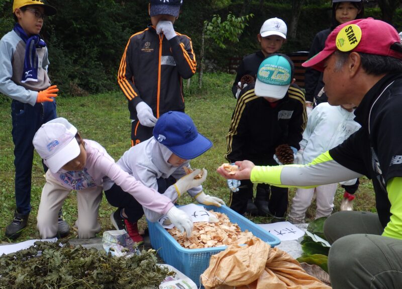 ヒメコマツのチップの臭いを嗅ぐ小学生