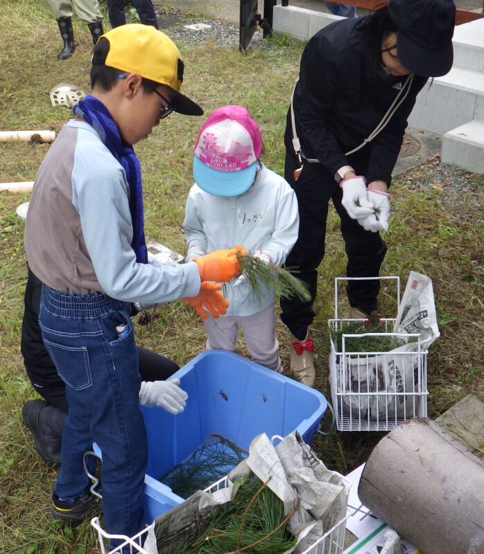 アカマツの枝から葉を外しとる小学生