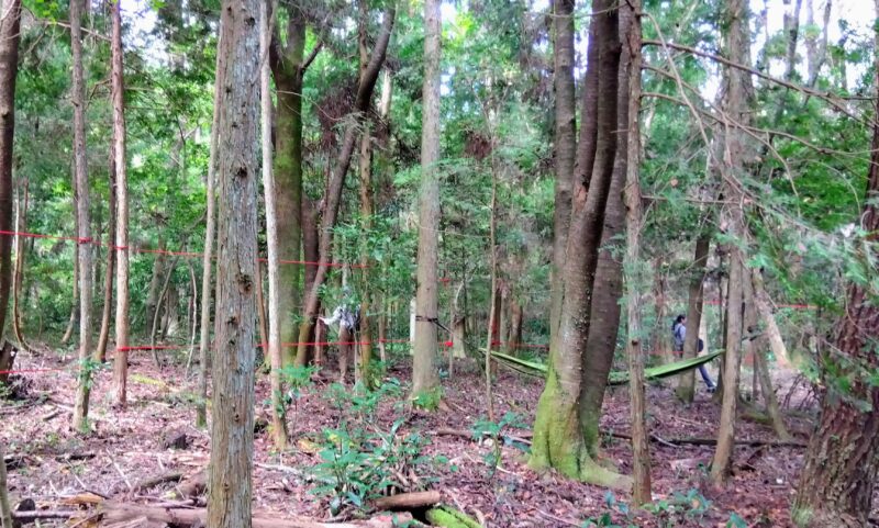 事前に森の中に準備されたハンモックとロープ渡りの状況