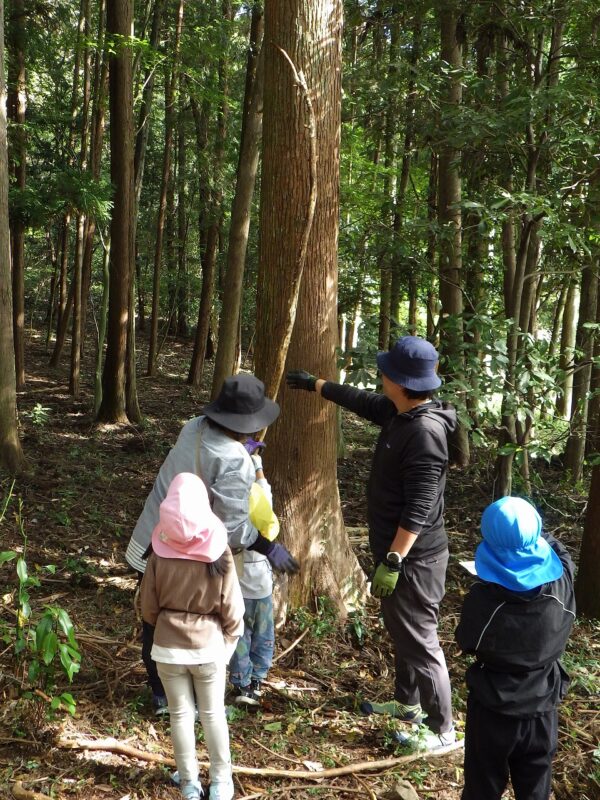幹の上にセミの抜け殻、発見！