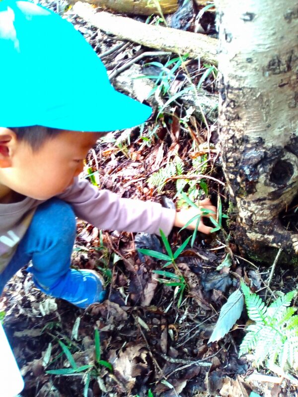 樹液が出ている木を発見!