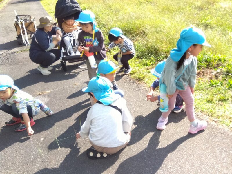 足元の草花が最高のおもちゃに変わる