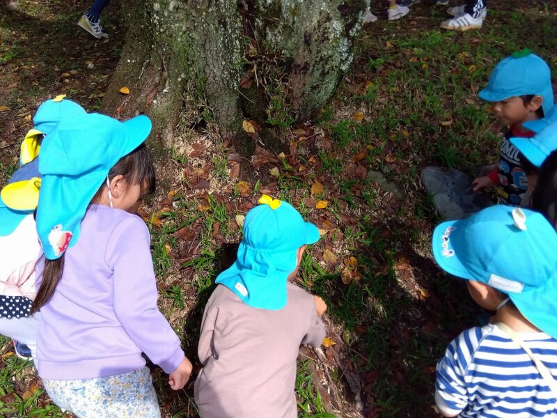 どこに隠れてたの?思わず声をあげる、どんぐり拾い