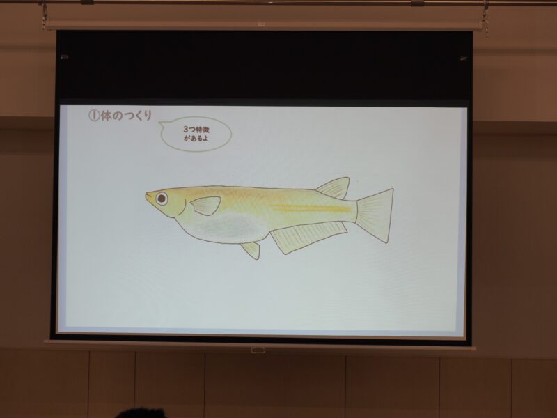 メダカを考察