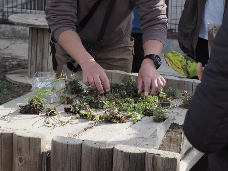 ビオトープ用に用意した植物