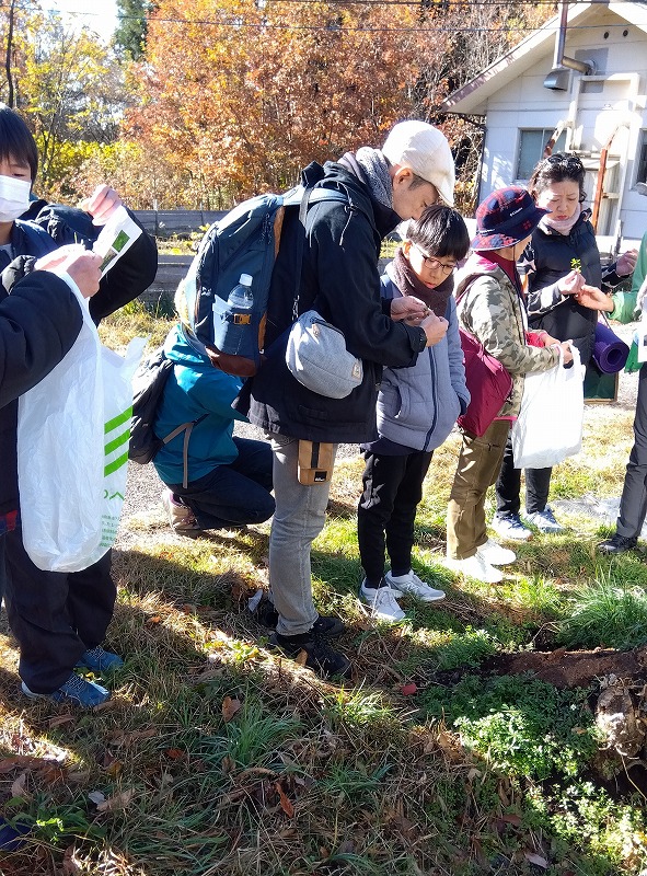 ヤエムグラを観察する参加者