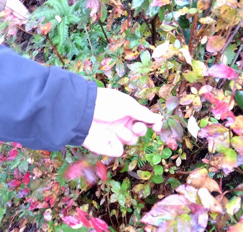 モチツツジの葉の感触を確かめる生徒さん