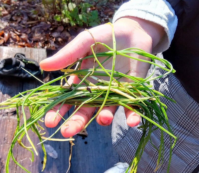 ノビルの茎を採取した参加者