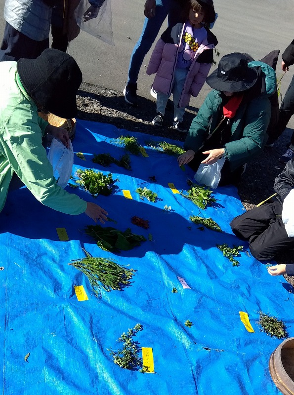 集めた野草を鑑定する参加者