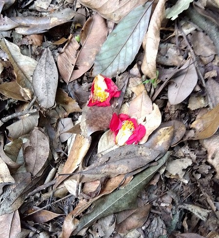 ニホンザルに蜜を吸われたツバキの花