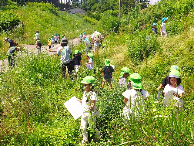 生い茂る雑草をかき分けて色付け用の葉を探す園児たち