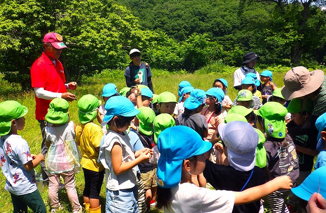 マツの葉について学ぶ園児たち